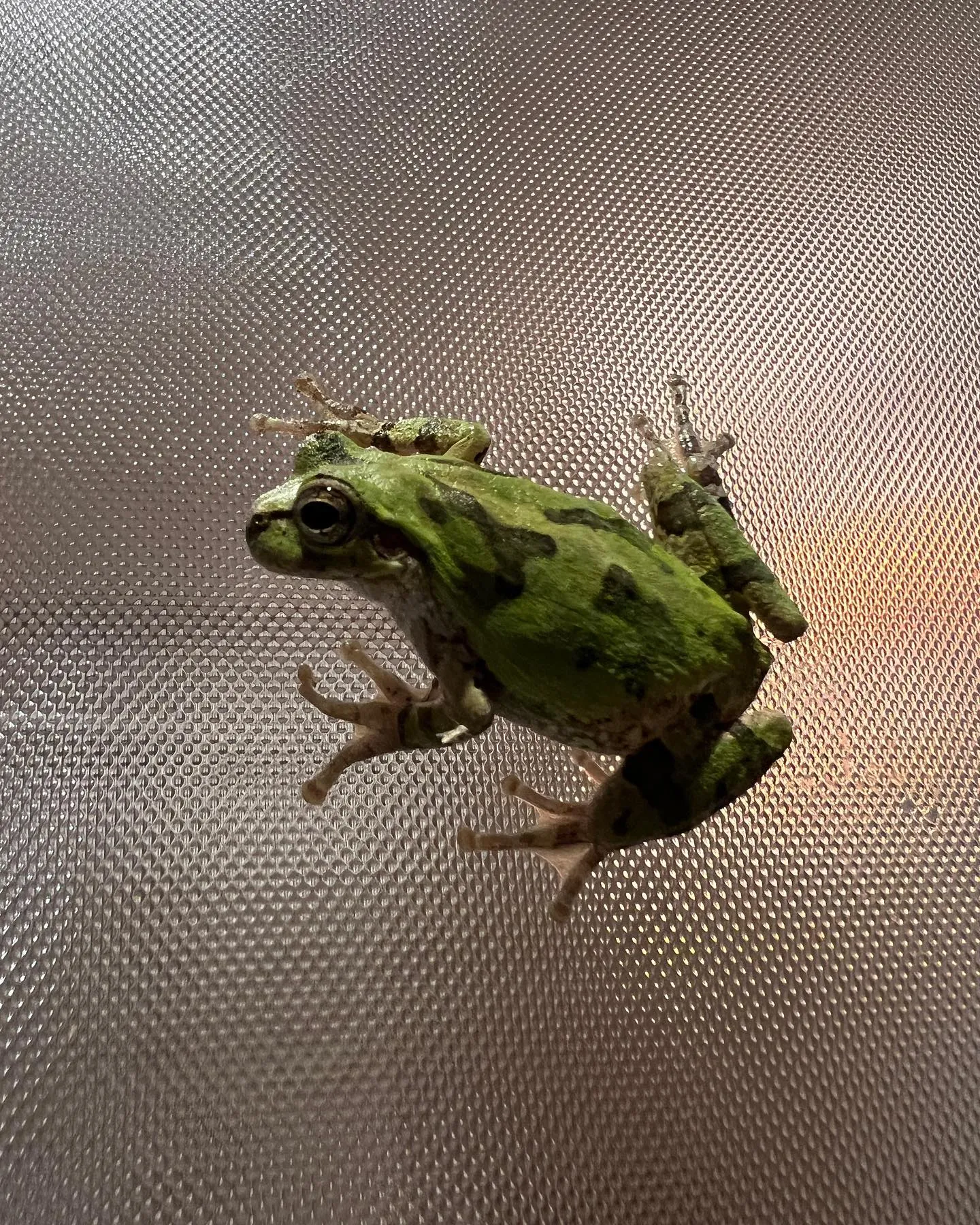 仕事が終わり、帰宅したら玄関にカエルが🐸